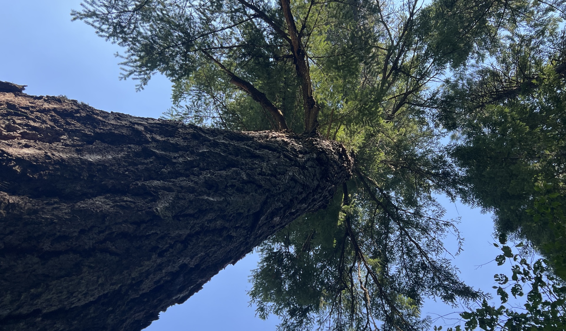 Redwood Trees