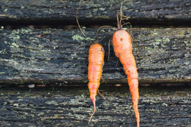 Red Carrots Photo